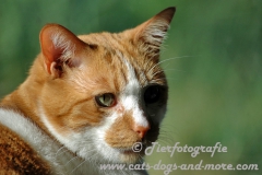 DCAM_Cats_01